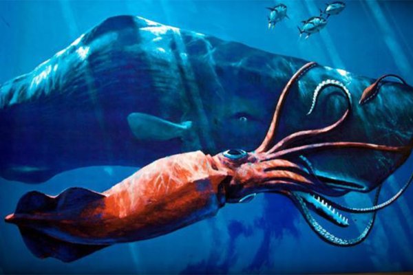 Kraken 15 at сайт