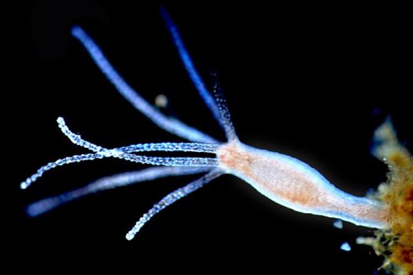 Как вывести деньги с kraken