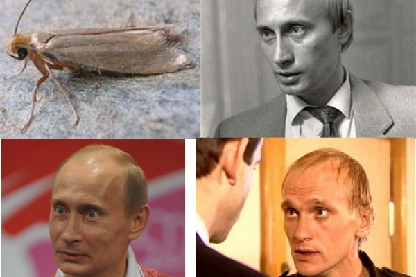 Что за приложение кракен