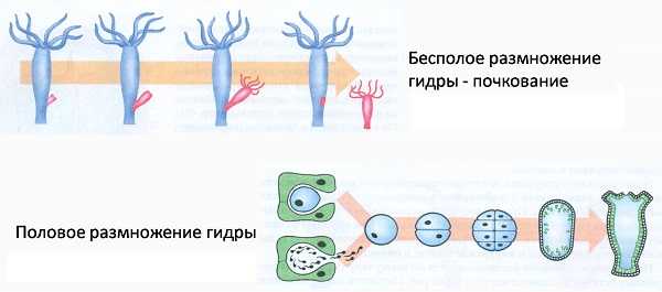 Kra44.at